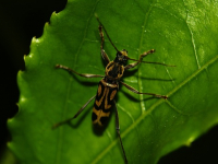 Masterclass di IPM per Agronomi