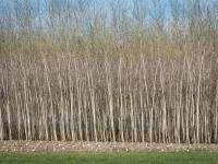 Trasformazione delle biomasse in biocarburanti