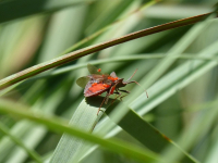 Corso Pratico di IPM per Coltivatori Biologici