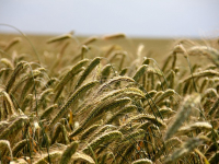 Coltivazioni Estensive: Tecniche e Pratiche