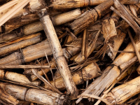 Gestione sostenibile delle biomasse