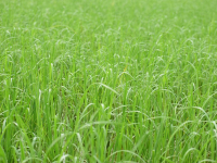 Gestione Sostenibile delle Coltivazioni Estensive