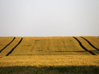 Corso di Biodiversità in Agricoltura Biologica
