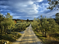 Corso Pratico di Utilizzo dei Droni per il Monitoraggio Remoto delle Coltivazioni