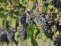 Corso di Viticoltura: dalla pianta alla bottiglia