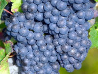 Viticoltura sostenibile: tecniche e pratiche eco-friendly