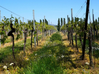 Enologia: l\'arte della vinificazione