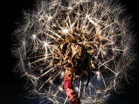 Negoziazione Vincente per Imprenditori