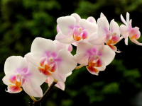 Introducción al cuidado de orquídeas