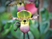 Cultivo avanzado de orquídeas