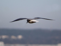 Estrategias avanzadas en inversión en bolsa