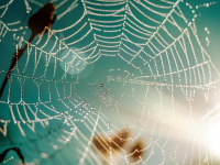 Desarrollo Frontend con JavaScript