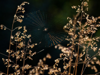 Frameworks de JavaScript: React.js