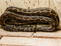 Programación Orientada a Objetos con Python