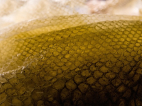 Análisis de Texto y NLP con Python