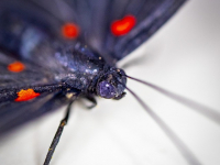 Desarrollo avanzado con MongoDB