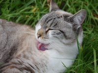 Master en Desarrollo de APIs REST