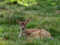 Curso Práctico de Creación de APIs REST con Node.js