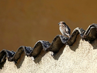 APIs REST con Django: Construcción y Consumo