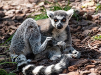 Creación de APIs REST con Spring Boot