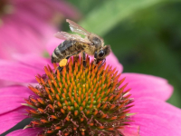 Dominando GraphQL desde cero