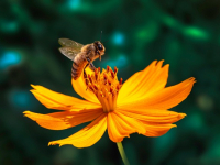 Integración de GraphQL con React