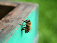 GraphQL y bases de datos relacionales