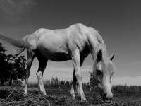 API RESTful con Node.js y MongoDB