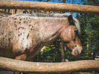 Seguridad en aplicaciones Node.js: Protege tus proyectos backend