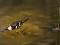 Automatización de Procesos Web con Python y Selenium