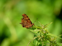 Curso Básico de Programación en C++