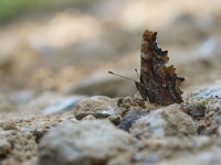 Curso Avanzado de Programación en C++