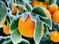 Desarrollo de Aplicaciones con C++