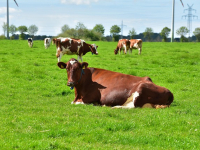 Gestión de Bases de Datos con Node.js y MySQL