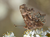 Seguridad Informática con Programación en C++