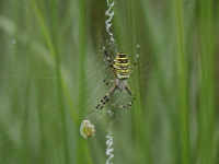 Monitoreo y Optimización de Rendimiento en Aplicaciones Web