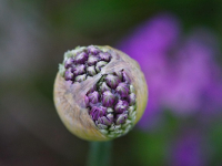 DevOps y Seguridad: Integración efectiva