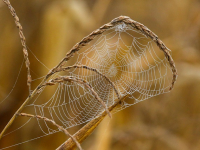 Introducción al Web Scraping con Python