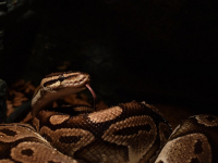 Web Scraping Avanzado con Python