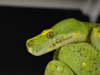 Web Scraping y Data Mining con Python