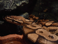 Web Scraping para negocios con Python