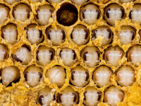 Dominando FastAPI: Construye APIs eficientes