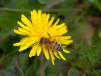 Desarrollo de APIs RESTful con FastAPI y SQLAlchemy