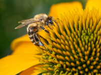 Aplicaciones en tiempo real con FastAPI y WebSockets