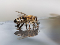 Seguridad en APIs con FastAPI: Best practices