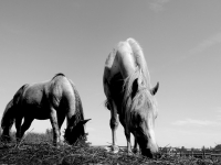 IoT aplicado a la Robótica con Arduino