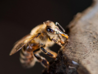 Desarrollo de APIs reactivas con Spring WebFlux