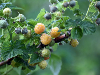 Automatización del Hogar con Raspberry Pi