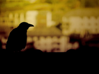 Curso Online de Introducción al Trial en la Naturaleza