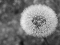 Seguridad en Carreras de Autos